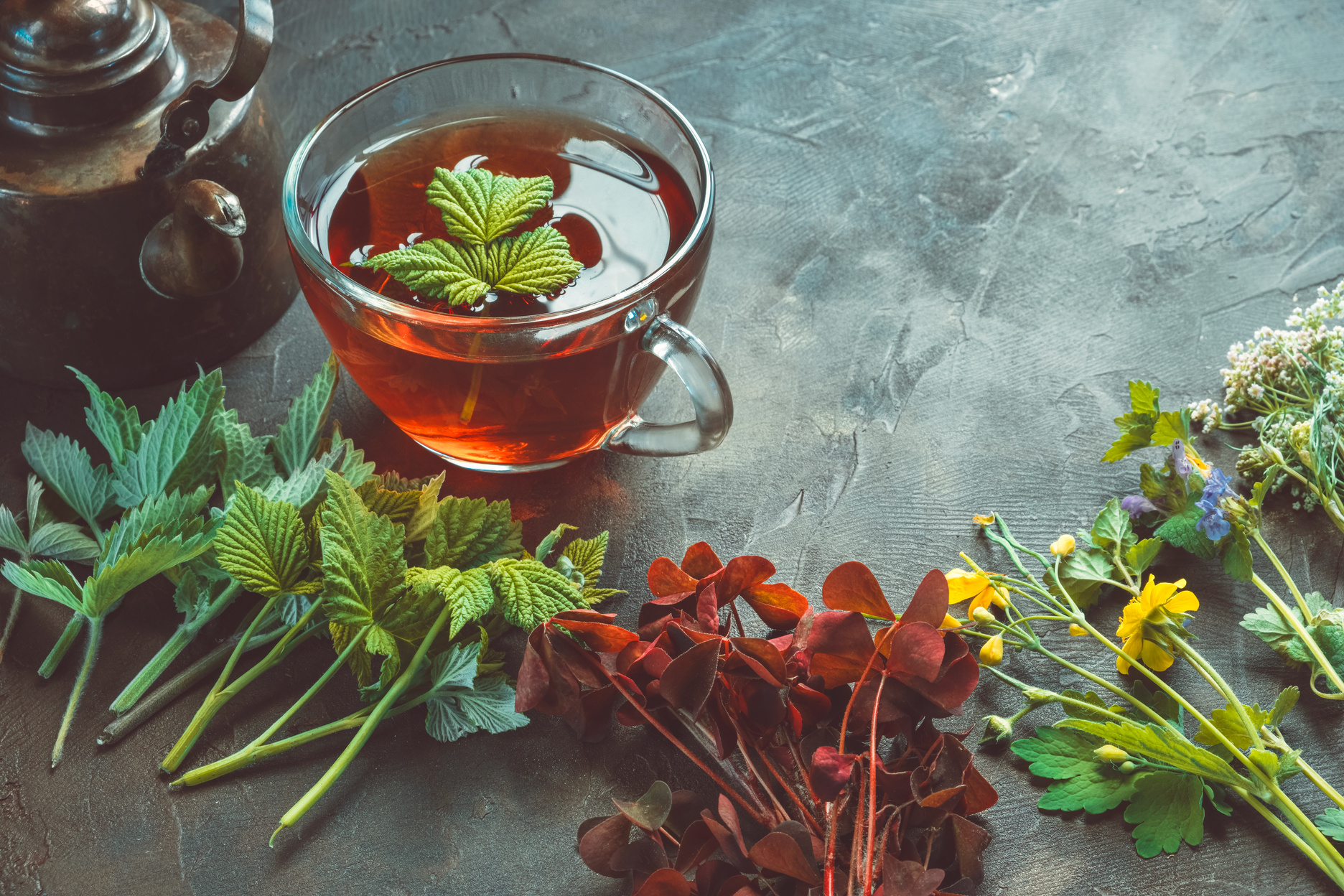 Fresh Medicinal Plants for Tea Brewing 